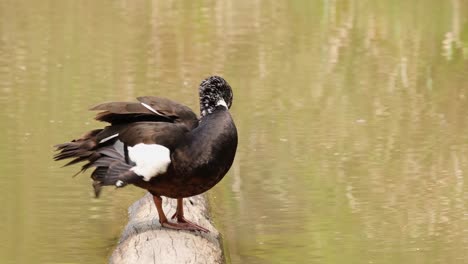 standing on a log facing to the right while its preening during a hot summer day