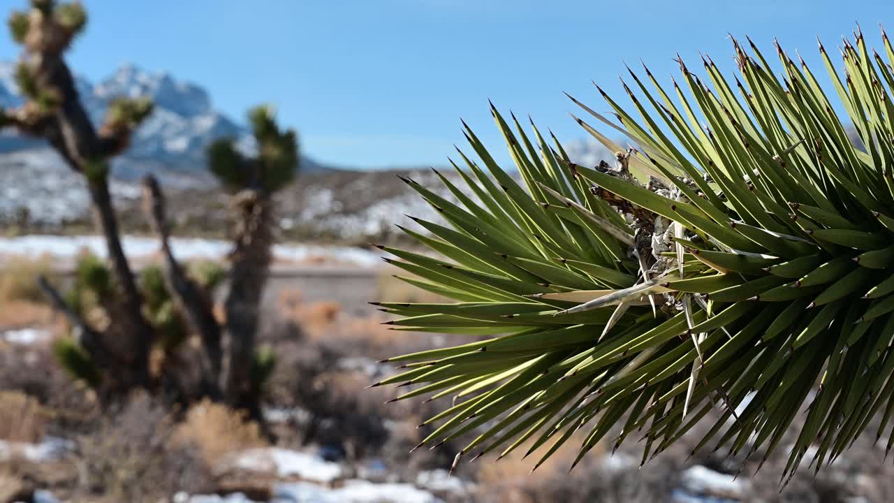 네바다에서 폭설 후 조슈아 트리의 패닝 샷