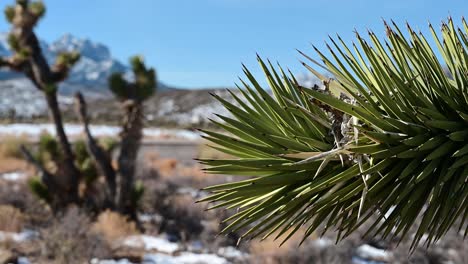 Toma-Panorámica-De-Un-árbol-De-Joshua-Después-De-Una-Nevada-En-Nevada