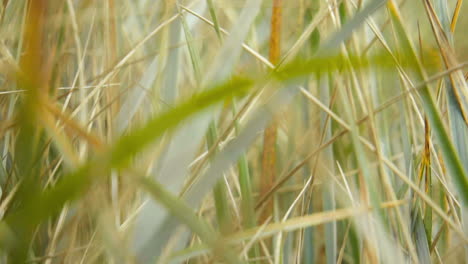 dune grass in the wind at baltic sea slow motion dolly in macro shot