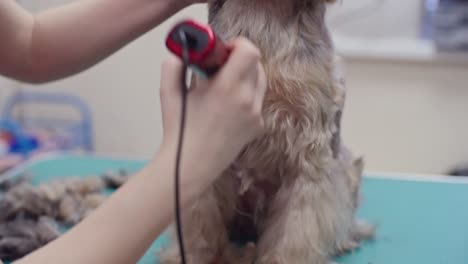 salón de peluquería para perros