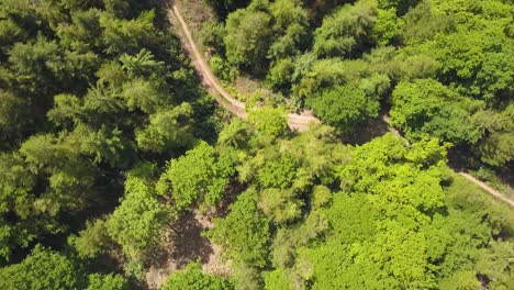 Rising-up-above-the-trees-in-castle-neroche-Forrest,-Somerset,-United-Kingdom