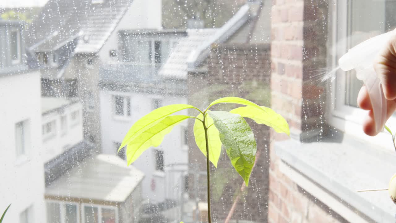 A small indoor plant is getting sprayed with water