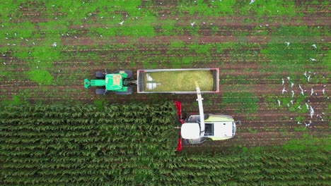 De-tijd-van-het-jaar-,Mais-kneusen-Nederland