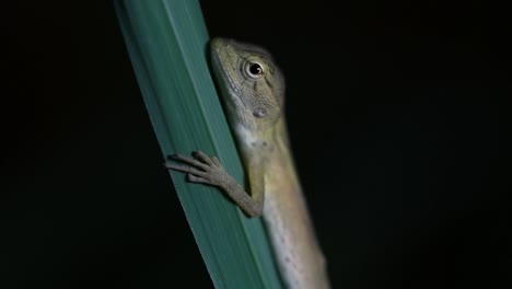 The-Oriental-Garden-Lizard-is-also-called-the-Eastern-Garden-Lizard,-Bloodsucker-and-Changeable-Lizard