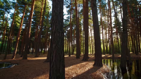 pine forest with pond