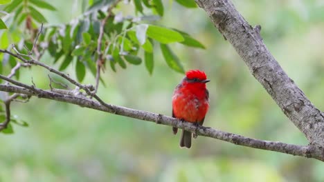 pequeño papamoscas rojo escarlata, pirocephalus rubinus con plumaje húmedo encaramado en una rama de árbol contra un hermoso fondo verde en un tranquilo día lluvioso en la región natural del pantanal, brasil