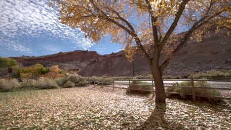 Slow-motion-shot-of-leaves-falling-from-a-cottonwood-tree-in-fall-season