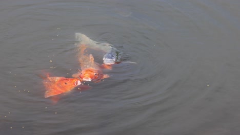 colorful koi fish gracefully moving in water