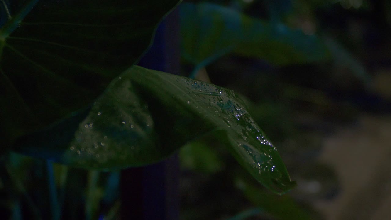 gotas de lluvia en una hoja grande en el jardín botánico durante el atardecer