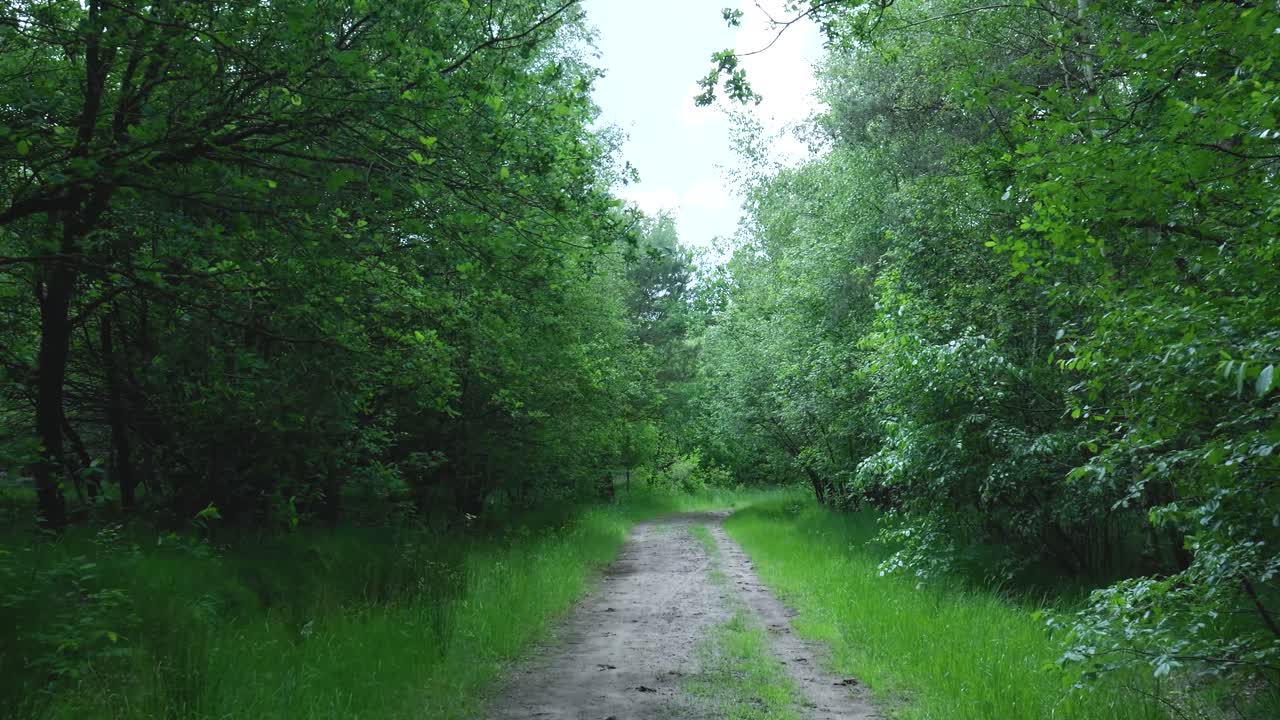 sentiero forestale in estate