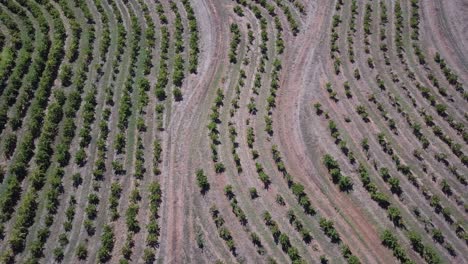 landscape of a winery vineyards in barossa valley, adelaide, south australia