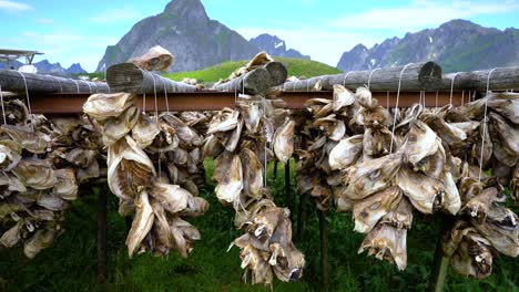 Cabezas-De-Pescado-Secándose-En-Rejillas-Noruega