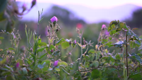 Eine-Rose-Hat-Noch-Nicht-Geblüht