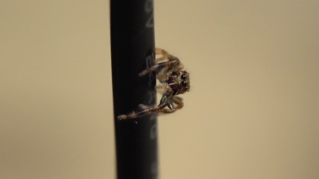 Portrait of a jumping spider. Macro view of its large, curious eyes.