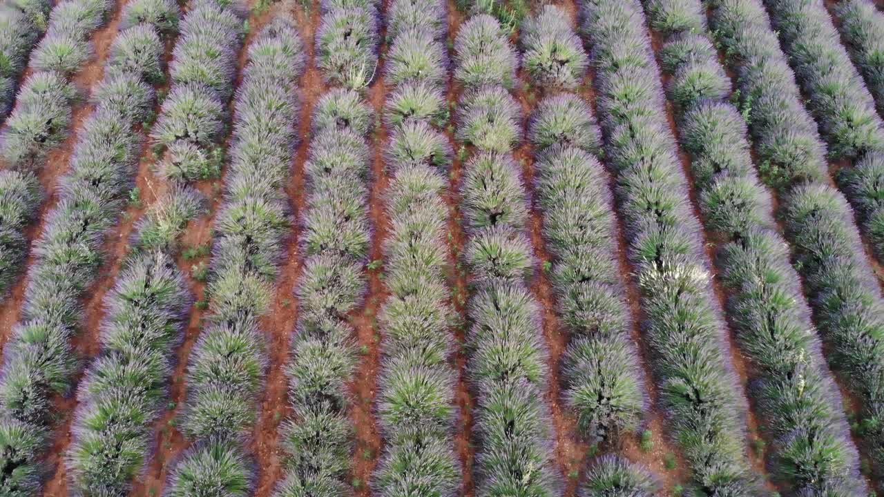 drone revelando el campo de lavanda al atardecer con un movimiento de gimbal de 90° en el valle de valensole