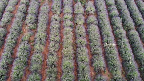 drone revealing lavender field on sunset with 90â° gimbal movement in valensole valley