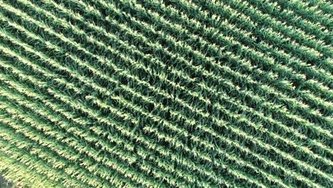 una toma desde un dron de miles de plantas de maíz en hileras filmada en 4k a 60 fps