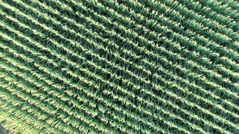 a drone down-shot of a thousands of corn plants in rows filmed in 4k 60fps