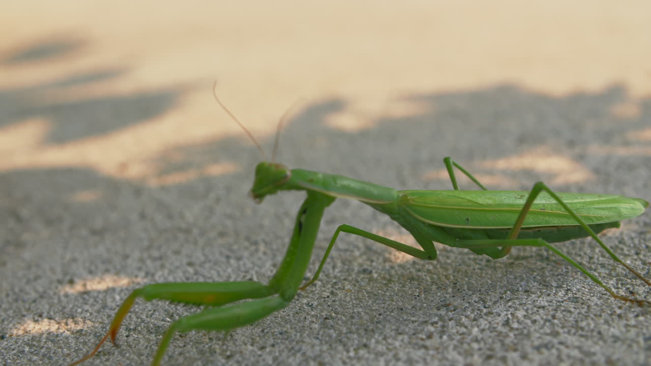 Primer plano de Mantis religiosa arrastrándose sobre hormigón