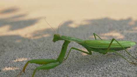 Nahaufnahme-Einer-Mantis-Religiosa,-Die-Auf-Beton-Kriecht