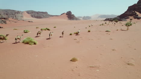 sahara red desert with camels running near djanet oasis town, algeria, north africa