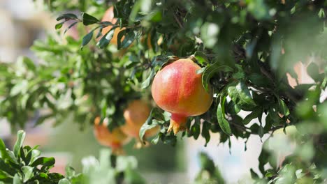 Wild-Pomegranate-On-A-Tree,-Home-garden,-Pomegranate-tree-at-sunshine-day