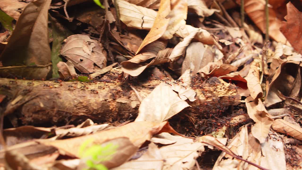 Army ants spread across the leaf litter, hunting for their next meal in Peru’s Amazon jungle.