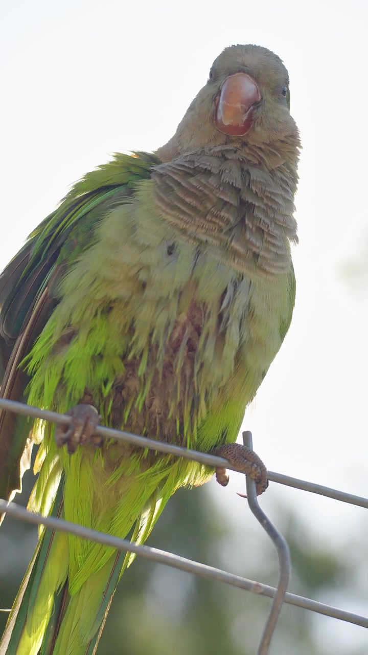 Parrocchetto verde che si liscia le piume mentre è appollaiato su una recinzione metallica, filmato verticale ravvicinato della fauna selvatica con piumaggio dettagliato.