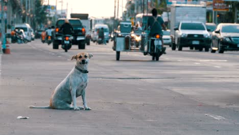 stray dog sits on the road with passing cars and motorcycles. asia, thailand