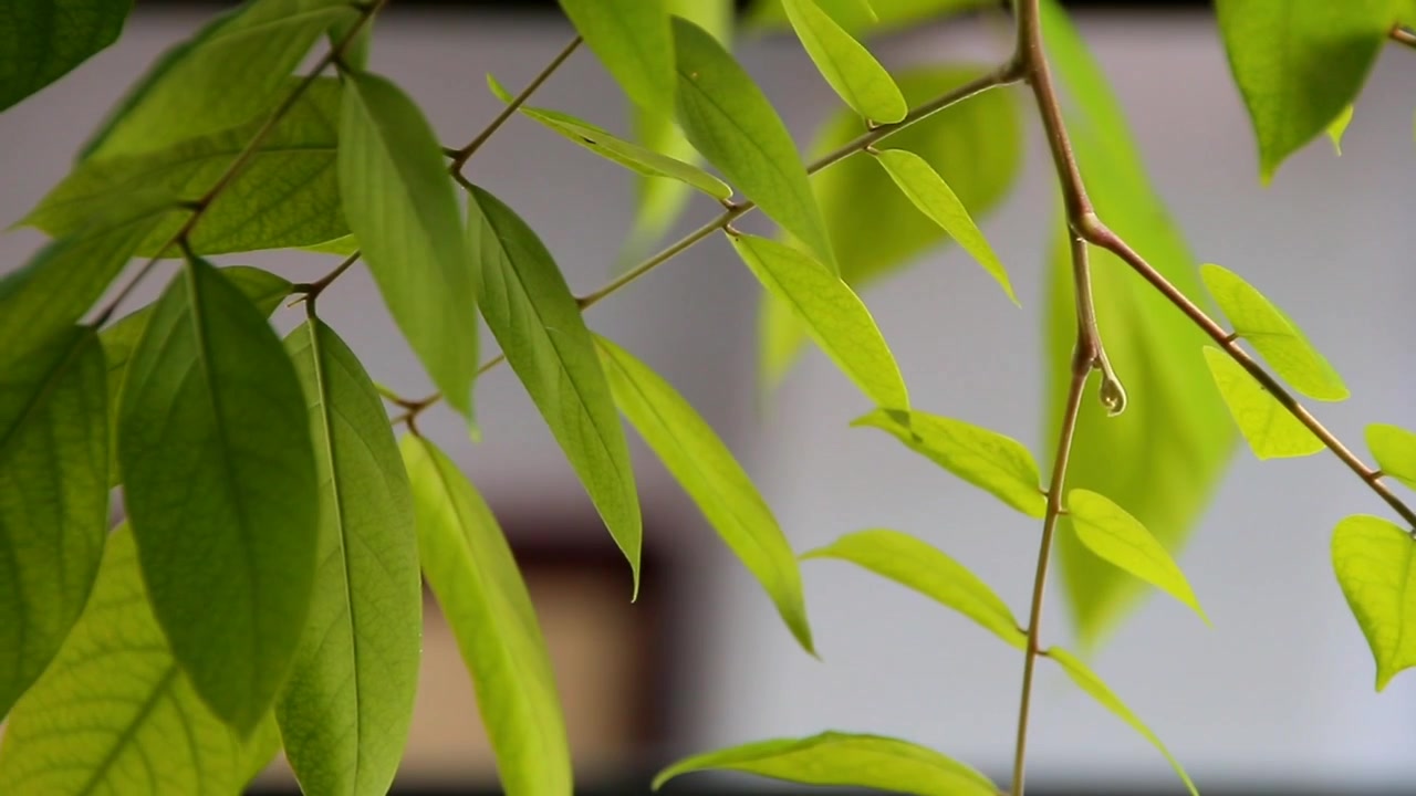 starfruit tree leaves in the sun and blown by the wind