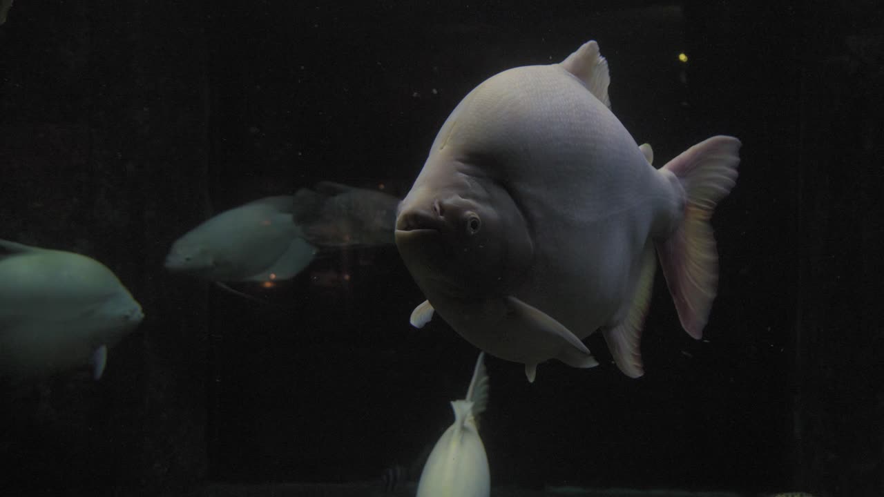 Close-up of an albino pacu fish (Colossoma macropomum) swimming slowly in a dark aquarium. Soft side lighting emphasizes its rounded body and thick lips, with a low-contrast, moody aquatic background.