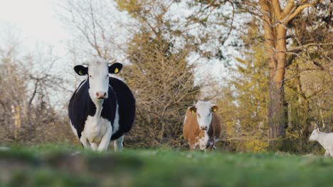 Kuh-Rennt-Durch-Den-Wald