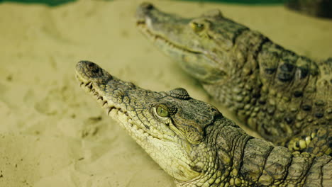two crocodiles heads