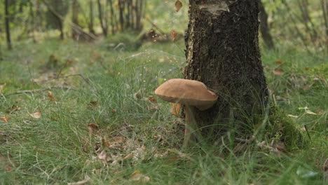 edible mushroom, leccinum scabrum growing in forest attached to tree trunk, wide view