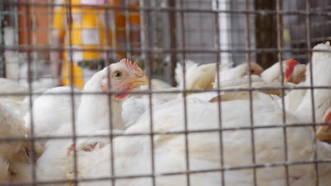 a lot of chickens in a cage wait for buyers in shop of fresh products. chickens in the local asian market. closeup