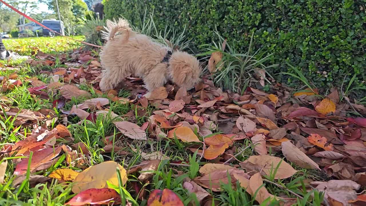 walking a dog on the street, slow motion