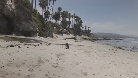 Schöner-Strand-An-Der-Küste-Kaliforniens-Mit-Spielendem-Hund-–-4K-Log,-Unbewertet