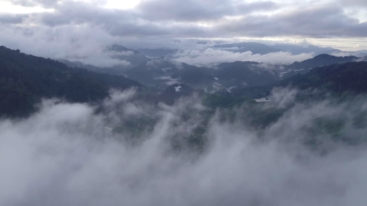 공중: 카메론 하이랜드의 차밭