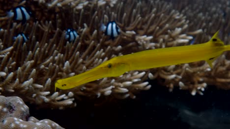 close up of yellow chinese trumpetfish swimming on the coral reef under the sea