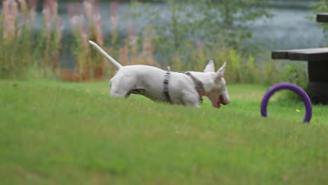 un pequeño terrier blanco salta para atrapar un juguete pero falla y persigue el juguete