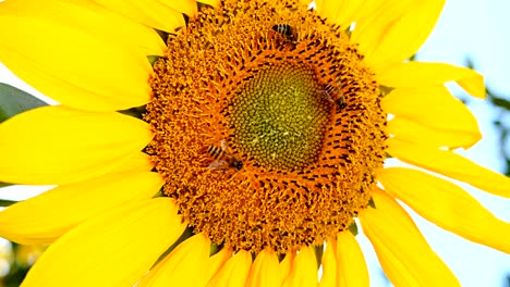 abejas recolectando polen en un girasol en flor cerca por favor girarlo a 90 grados en el sentido de las agujas del reloj para obtener la composición vertical