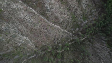 Trees-left-on-empty-mountain-after-illegal-cutting-in-Bosnia