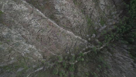 trees left on empty mountain after illegal cutting in bosnia