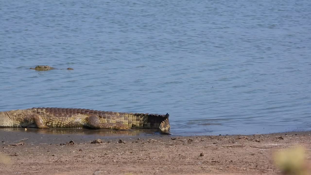 Crocodile crawls along shoreline Kruger National Park