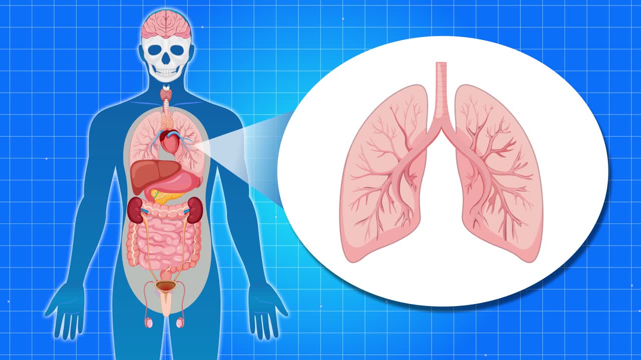 Detailed animation illustrating human lung anatomy with labeled parts, set against a blue grid background