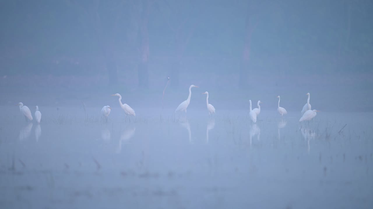 Flock of Egrets in Fogy Morning