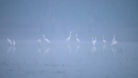 Bandada-De-Garcetas-En-La-Mañana-De-Niebla