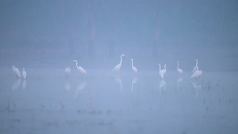 bandada de garzas en la mañana de fogy
