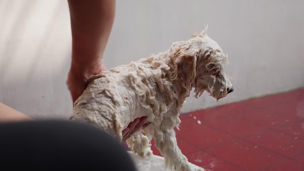 un caniche de juguete esponjoso recibe un baño completo con espuma de jabón que cubre todo su cuerpo